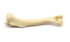 PH Orthcom - Model PHM-T01 - Canine Tibia Model