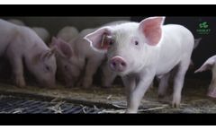HP 300 - Results from 20 years of feeding trials are the proof - Video
