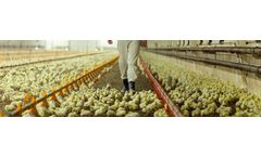 HP AviStart - Broiler Starter Feed