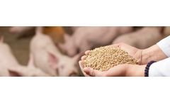 Hamlet - Model HP 800 Booster - Boost Feed Intake for Challenged Piglets
