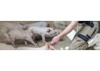 Hamlet - Model HP 300 - Feed for Weaning Pigs