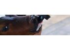 Hamlet - Model HP 100 - Calf Milk Replacer