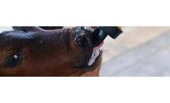 Hamlet - Model HP 100 - Calf Milk Replacer