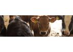 Hamlet - Model HP 300 - Calf Pre-Starter Feed