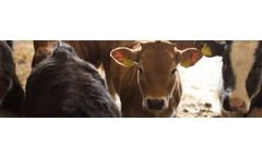 Hamlet - Model HP 300 - Calf Pre-Starter Feed