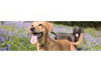 Hamlet - Model HP 300 - Pet Food