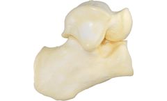 Talus and Calcaneous Bone Model