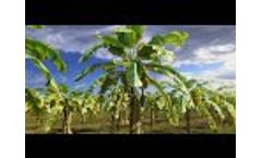 Mechanism of action of BESTCURE, organic broad spectrum bactericide and fungicide - Video