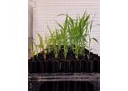 BioConsortia - Nitrogen Fixation