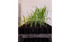 BioConsortia - Nitrogen Fixation