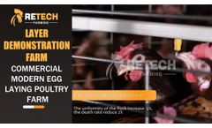Automatic Layer Chicken Cage