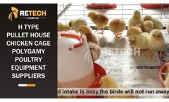 Pullet Farm