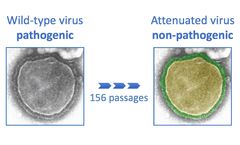 Measles Vaccine