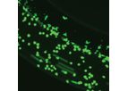 SynRAM - 3D Inflammation Model