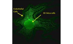 SynTumor - 3D Cancer Model