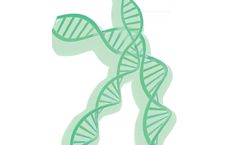 Lentivirus - Non-Replicating Lentiviral Vector