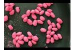 Do You Know How the Seeds are Coated? - Water Absorbent Polymer - Video