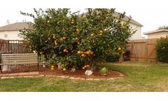 Water retention agent special for Transplanting adult trees