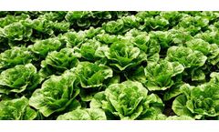 Water retention agent special for vegetables