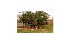 Agriculture SAP solutions for adult trees sector