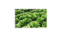 Agriculture SAP solutions for vegetables sector