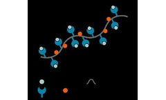MHC I Dextramer - Model CD8+ T Cells - Identify Antigen-Specific Flow Cytometry