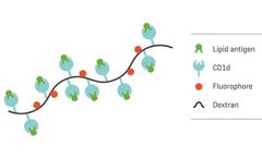 dCODE Dextramer - Model NGS/Multi-omics - Analysis of Antigen-Specific