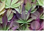 NRGene - Version QuickGENETICS - Cannabis & Hemp Breeding Starter Package Software