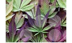 NRGene - Version CannaGENE - Cannabis & Hemp Genomic DataBase Software