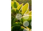 Soy SNPro - Optimized Predesigned Solution for Soybean Genotyping