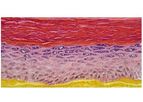 EpiSkin - Small or Large Human Epidermis