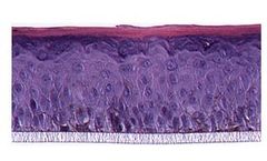 SkinEthic - Model RHPE - Human Pigmented Epidermis