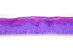 SkinEthic - Model RHE ACF - Reconstructed Human Epidermis Animal Component Free