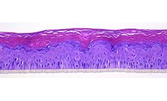SkinEthic - Model RHE ACF - Reconstructed Human Epidermis Animal Component Free