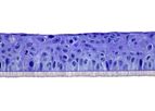 SkinEthic - Model HCE - Human Corneal Epithelium