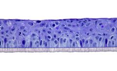 SkinEthic - Model HCE - Human Corneal Epithelium
