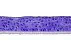 SkinEthic - Model HVE - Human Vaginal Epithelium