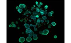 3D bioprinting technology for breast disease