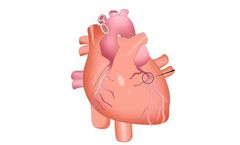 Revotek - Bio-Vascular Grafts