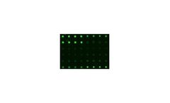 Model Quantibody - Array-Based Multiplex ELISA System