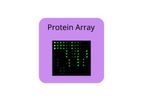 RayBiotech - Model CTLA4 - Epitope Mapping Peptide Array