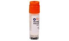 RoosterVial-hBM-20M-CC - Model cGMP - MSC-CC040 - Xeno-Free Human Bone Marrow-Derived MSCs