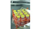 Pluristem - Model PLX-PAD - Cells Exhibit Regenerative Potential