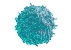 Celularity - Model CYNK-001 - Placental-derived Natural Killer (PNK) Cells