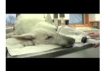 Malibu Gets Stem Cell Treatment to Help his Arthritis - Video