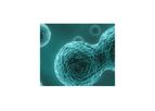 MyoCell - Model SDF-1 - Myoblast Cells