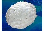 Transgene - Model TG6002 - Oncolytic Virus