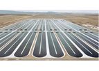 Greenskill - Microalgae