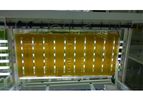 Microphykos - Tailor-made Intensive Culturing System for Microalgae