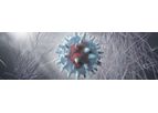 Immune System of Arenavirus Platform